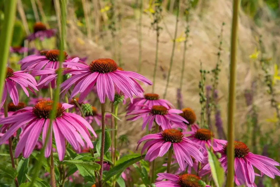 Echinacea planta medicinal (Beneficios, origen y más)