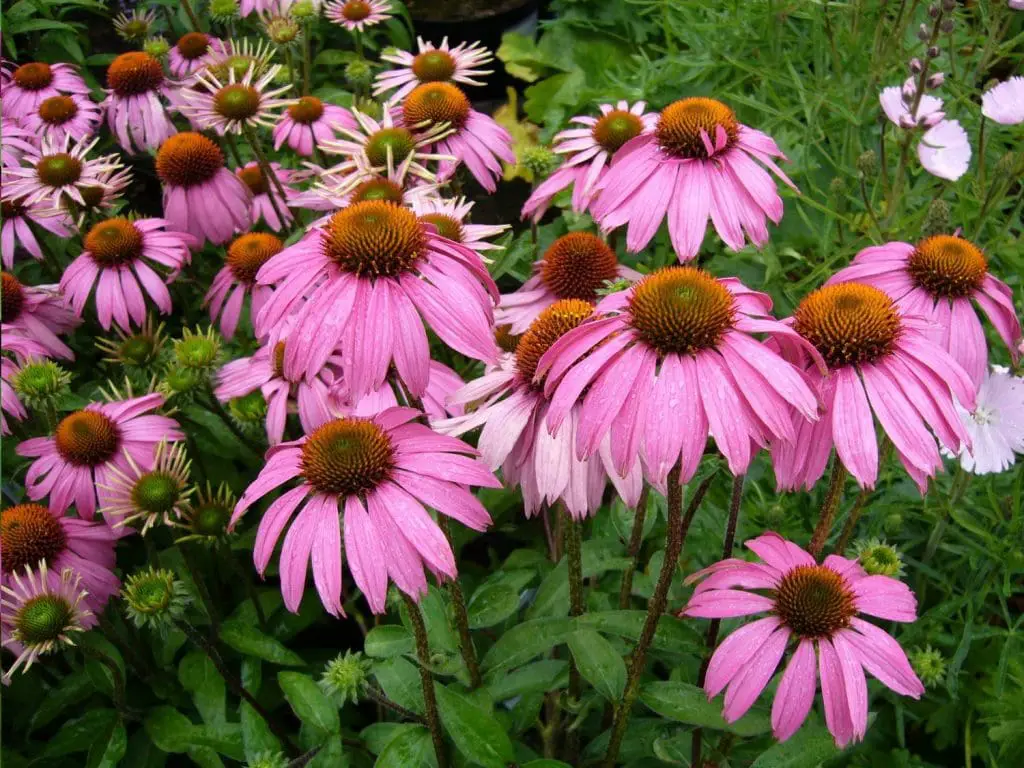 Echinacea planta medicinal (Beneficios, origen y más)