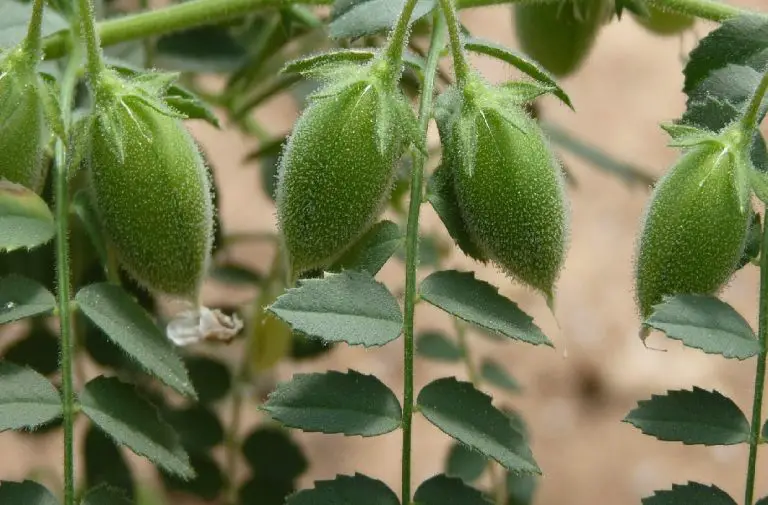 El Garbanzo ¿Que es? Origen, Beneficios, Tipos, Valor Nutricional y más.