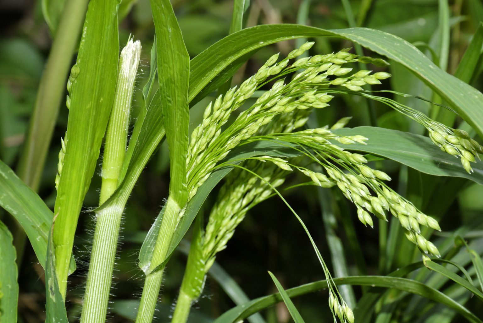 Просо (Panicum miliaceum)