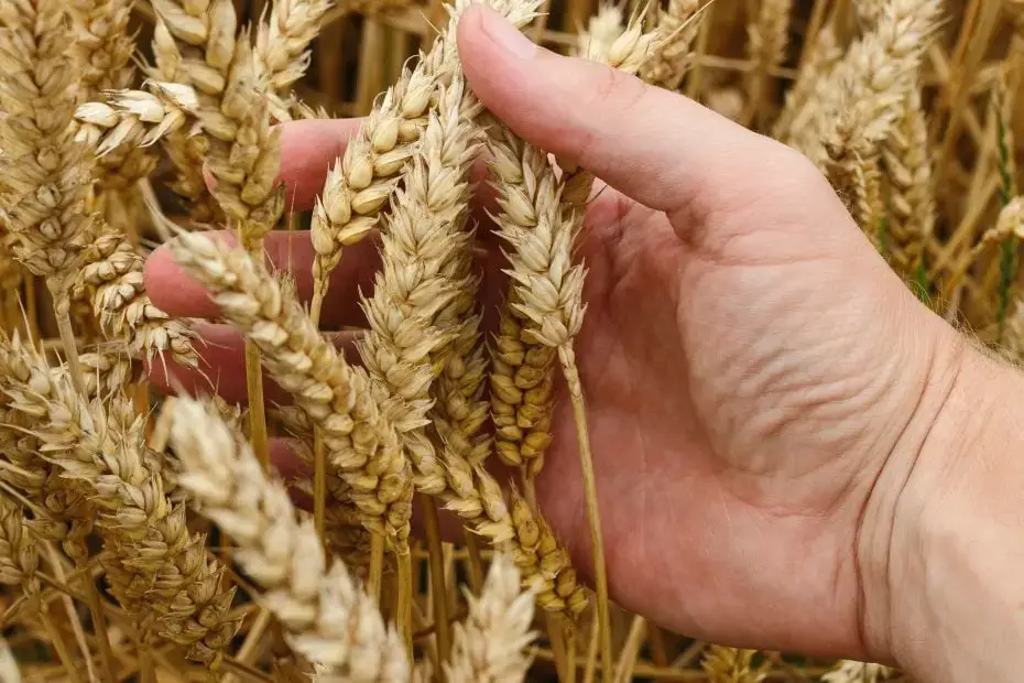 ¿Cuáles son los cereales de trigo?