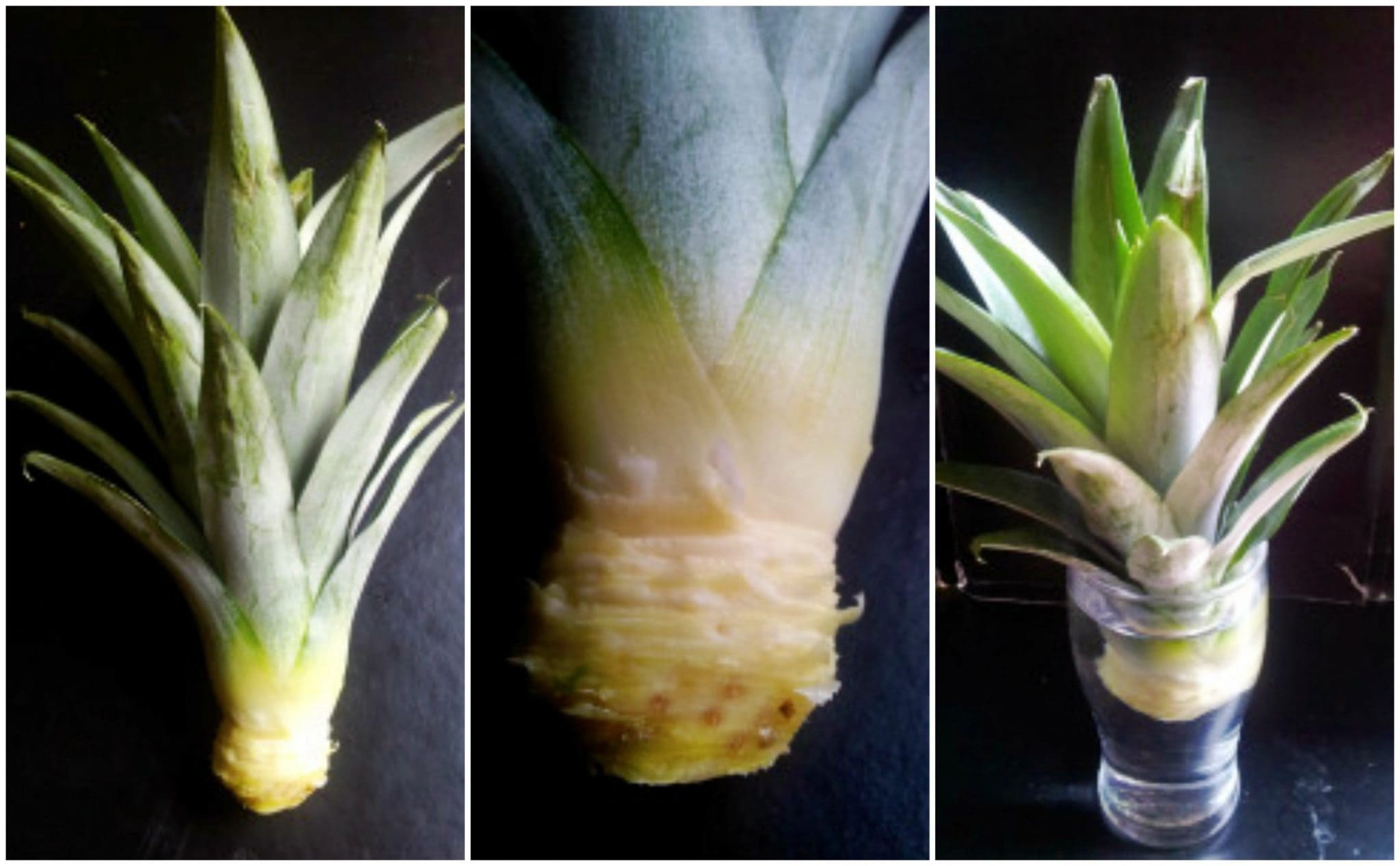 Piña ¿Qué es? Origen, Tipos, Beneficios, Valor Nutricional y más.