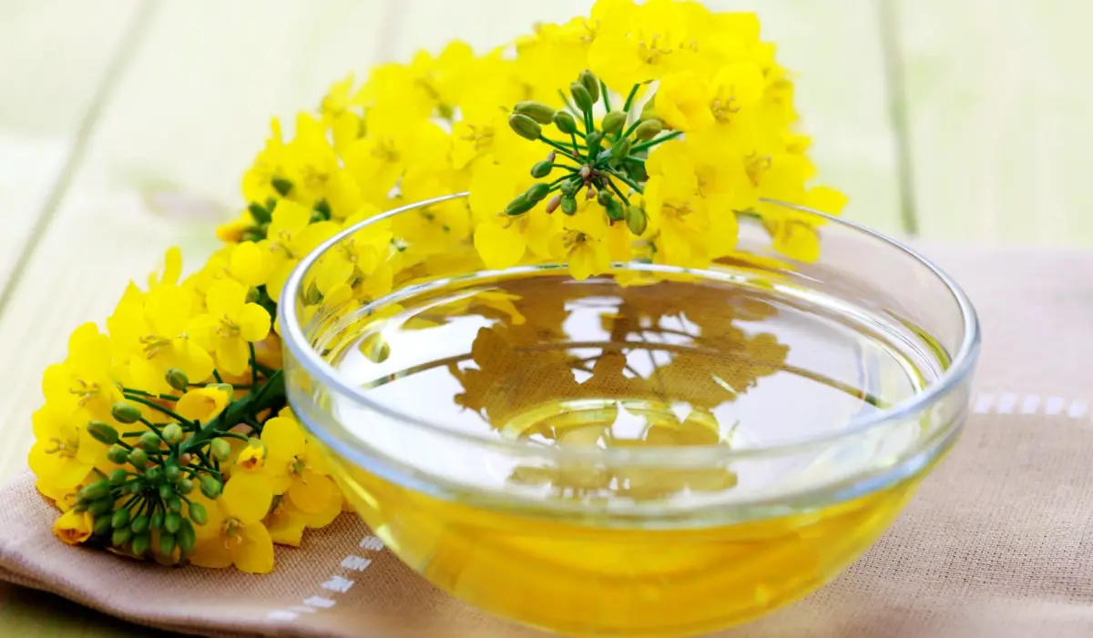 Aceite de canola ¡Promueve la salud de la piel! Origen
