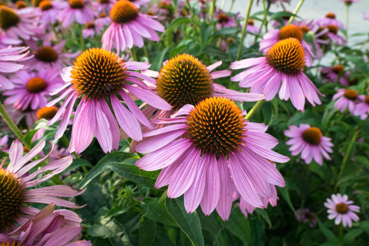 Echinacea planta medicinal (Beneficios, origen y más)