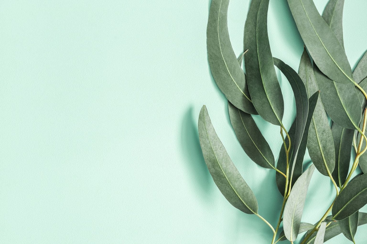 Eucalipto: usos y beneficios medicinales - ¿Qué cura?